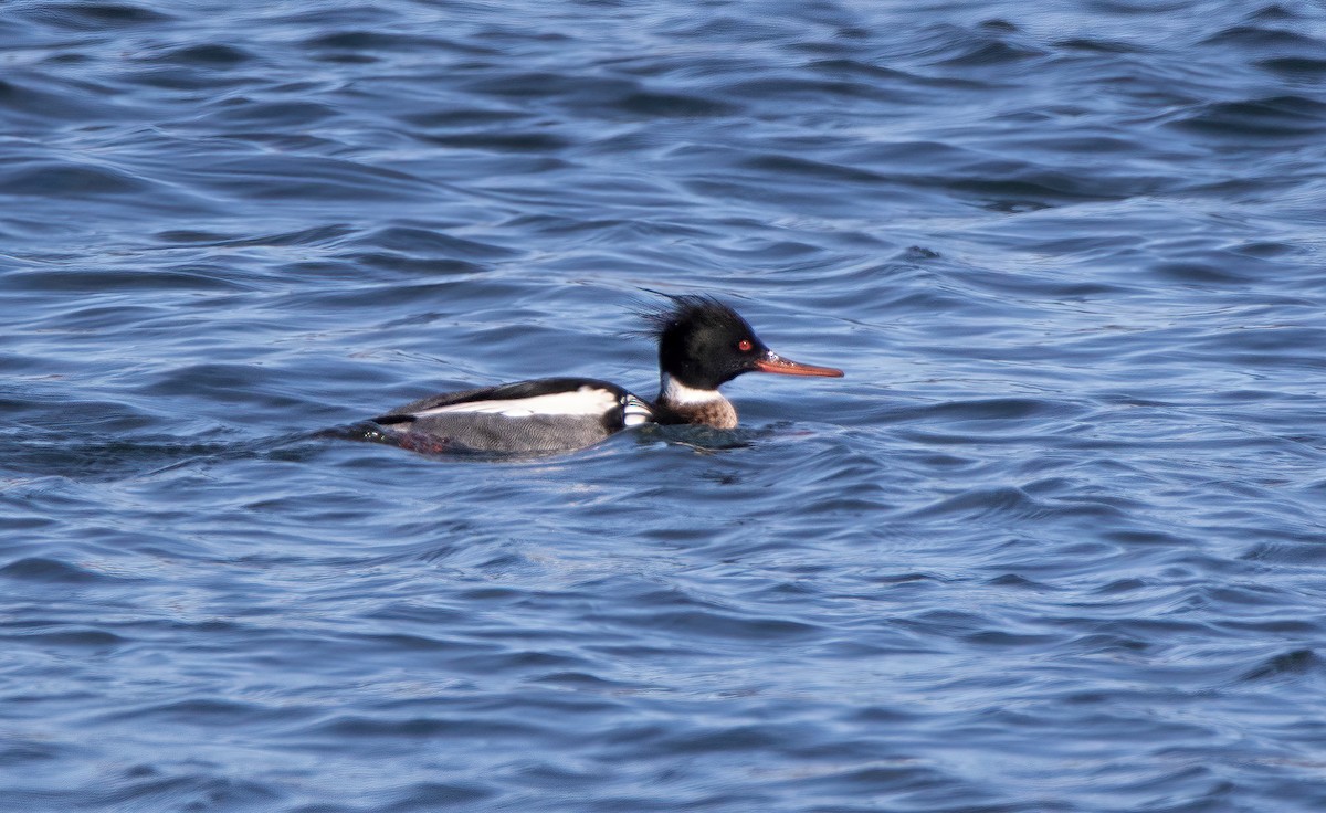 Red-breasted Merganser - ML614946935