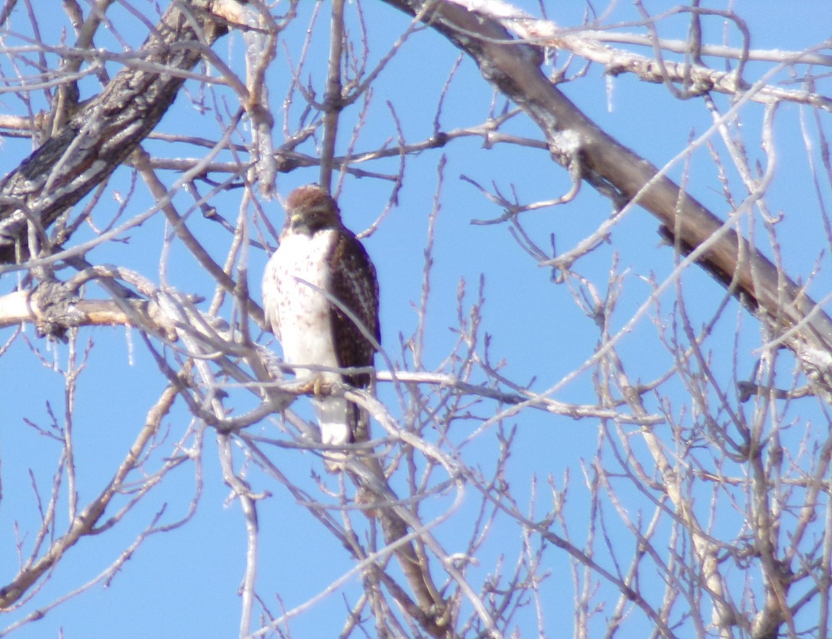Red-tailed Hawk - ML614946947