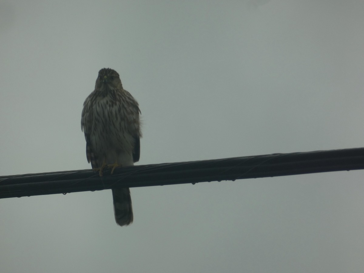 Cooper's Hawk - Jesse Wentworth