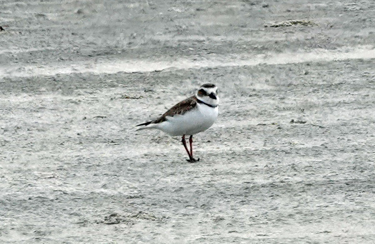 Wilson's Plover - Diana Churchill