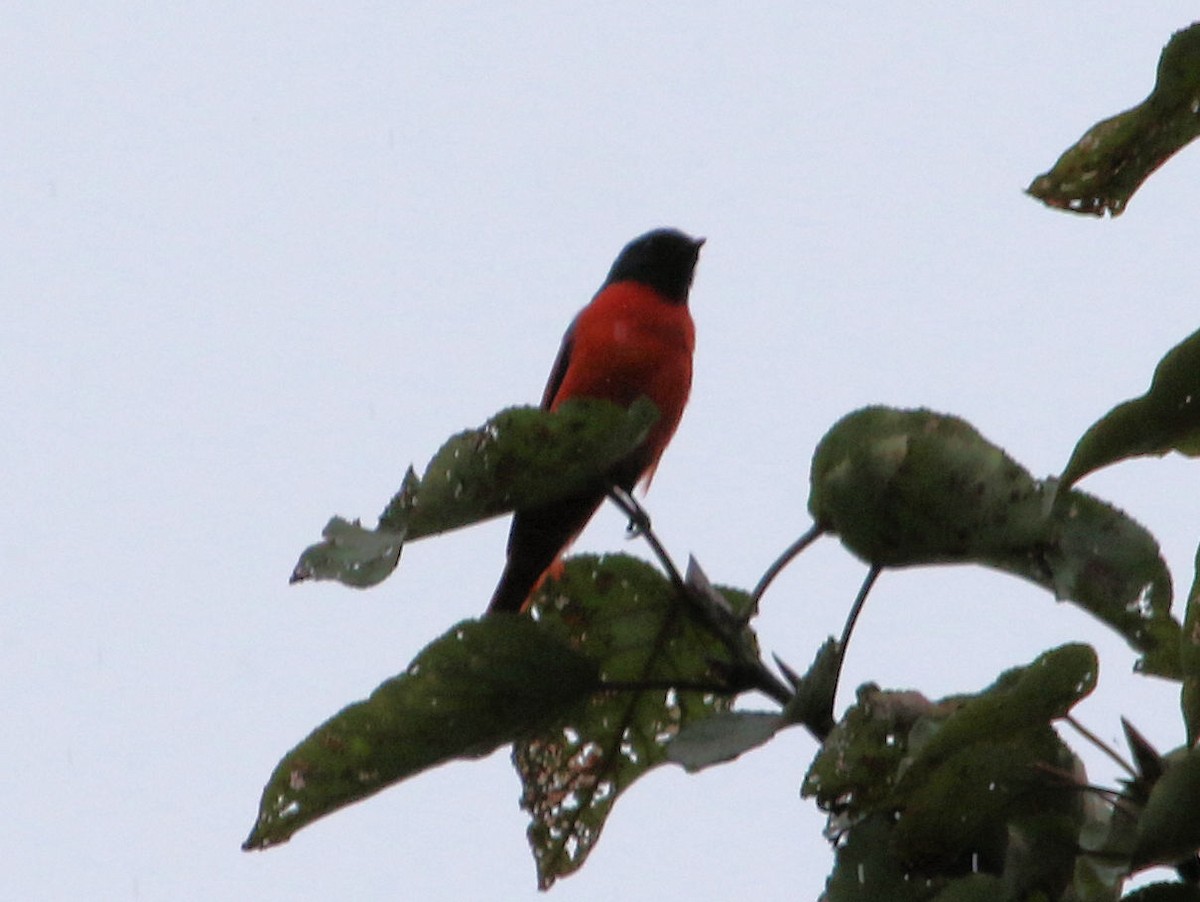 Long-tailed Minivet - ML614947235