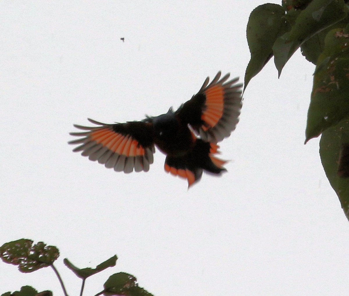 Long-tailed Minivet - ML614947239