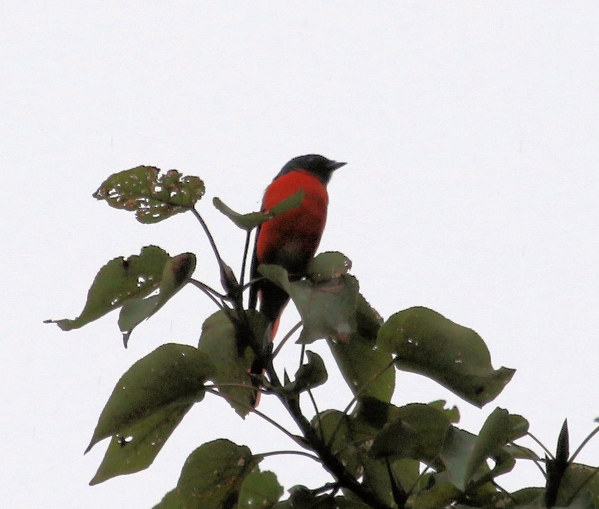 Long-tailed Minivet - Kernan Bell