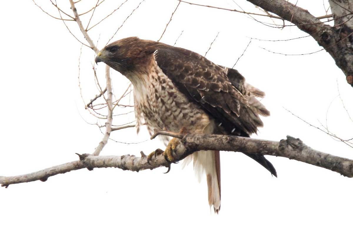 Red-tailed Hawk - ML614947304