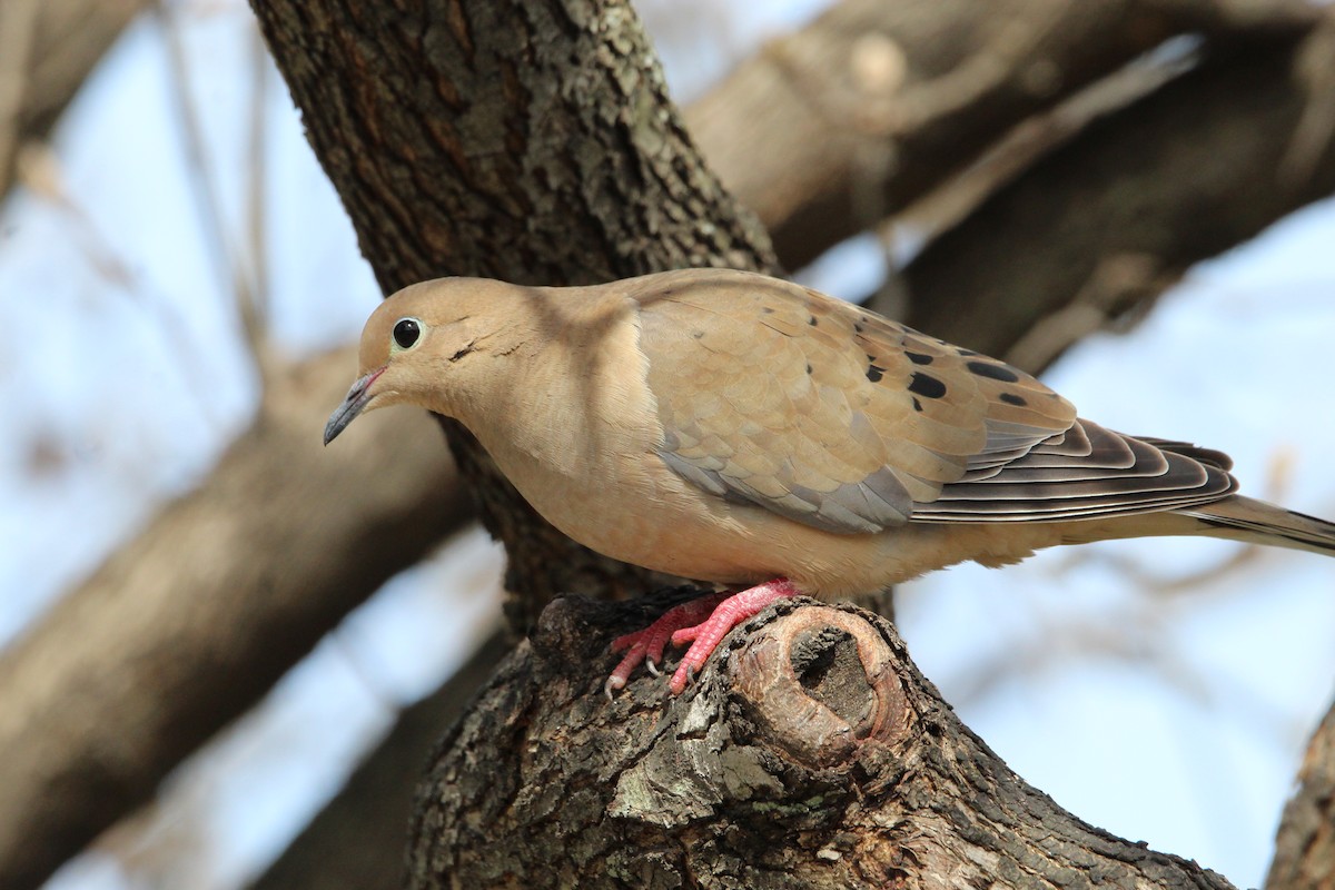 Mourning Dove - ML614947425