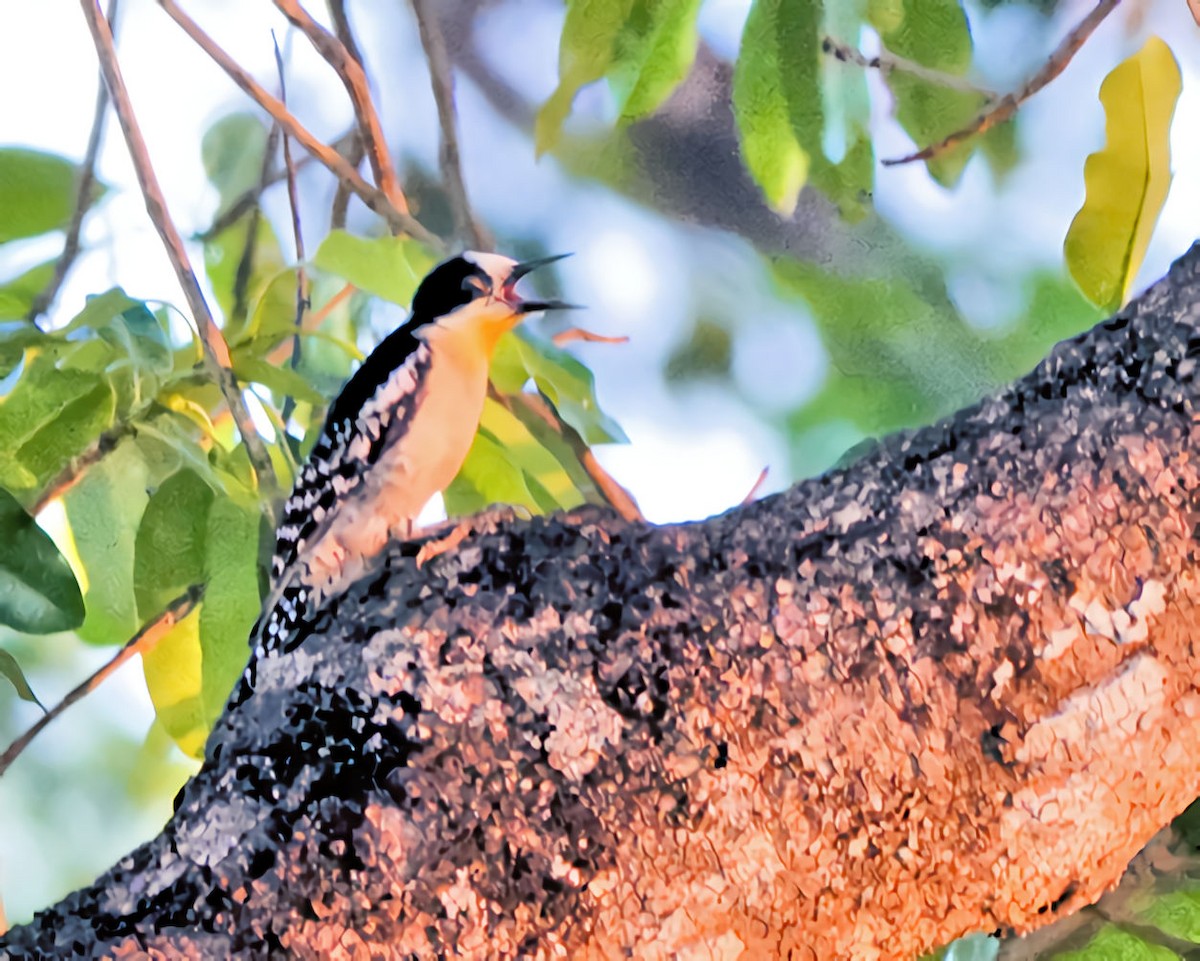 White-fronted Woodpecker - ML614947515