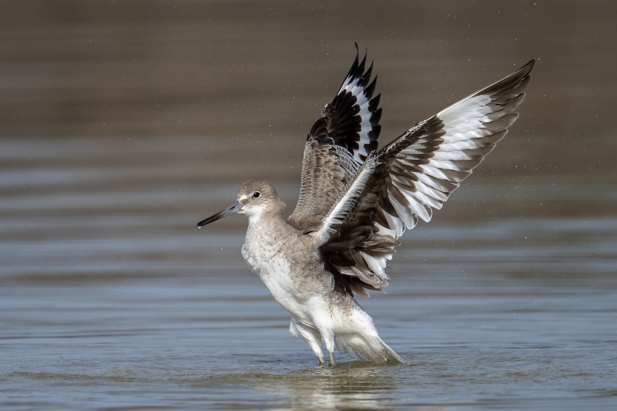 Willet - ML614947610