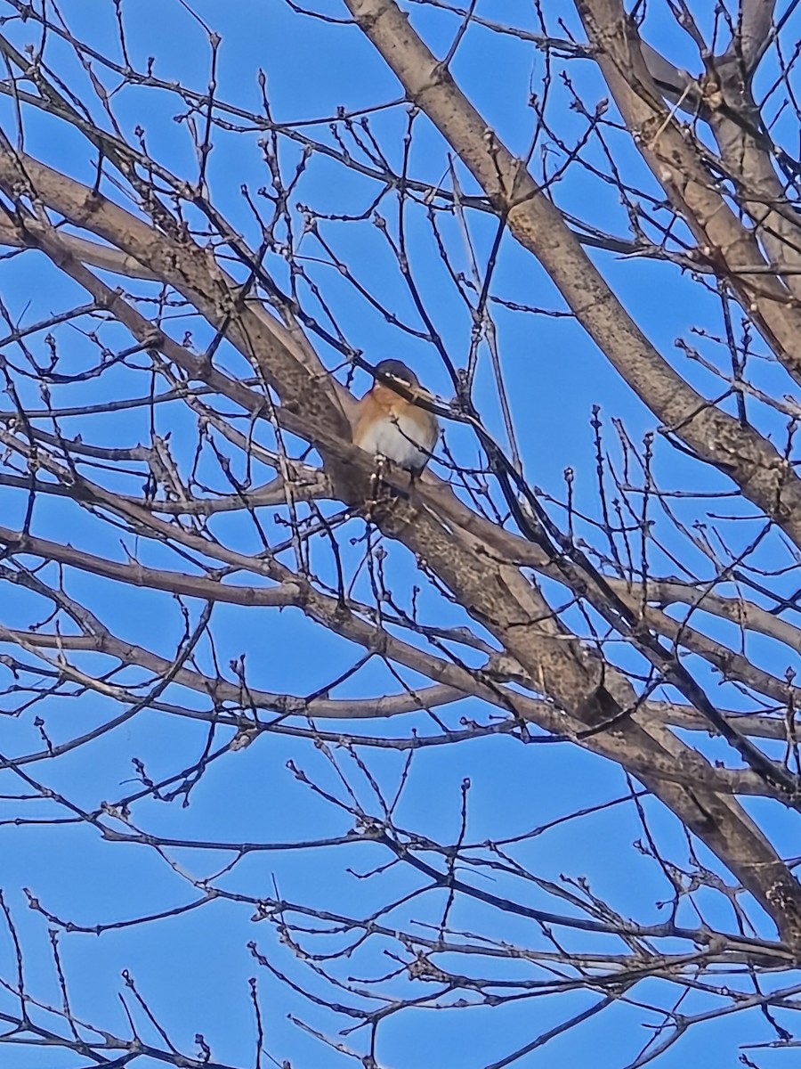 Eastern Bluebird - Jason Lush