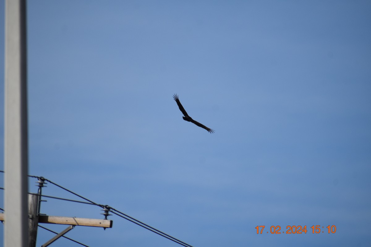 new world vulture sp. - ML614947692