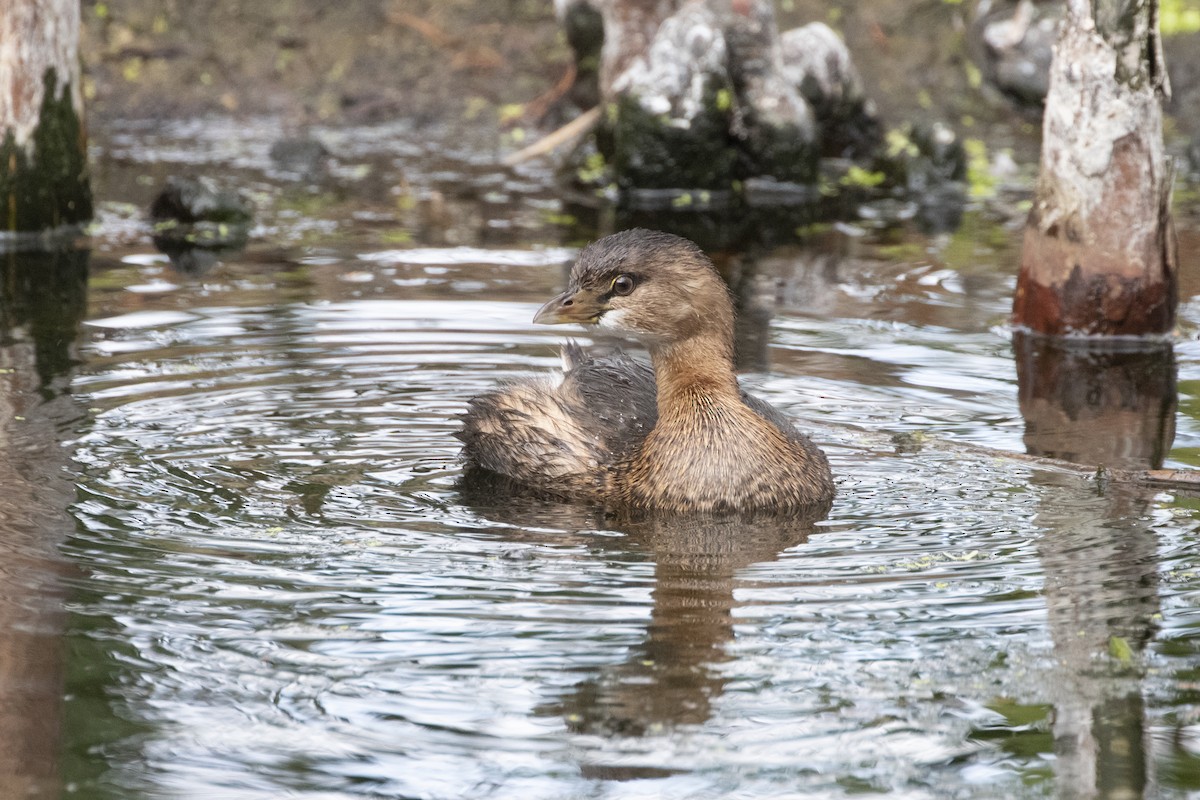 Pied-billed Grebe - Marcelo Corella