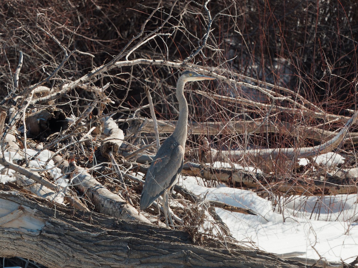 Great Blue Heron - ML614947707