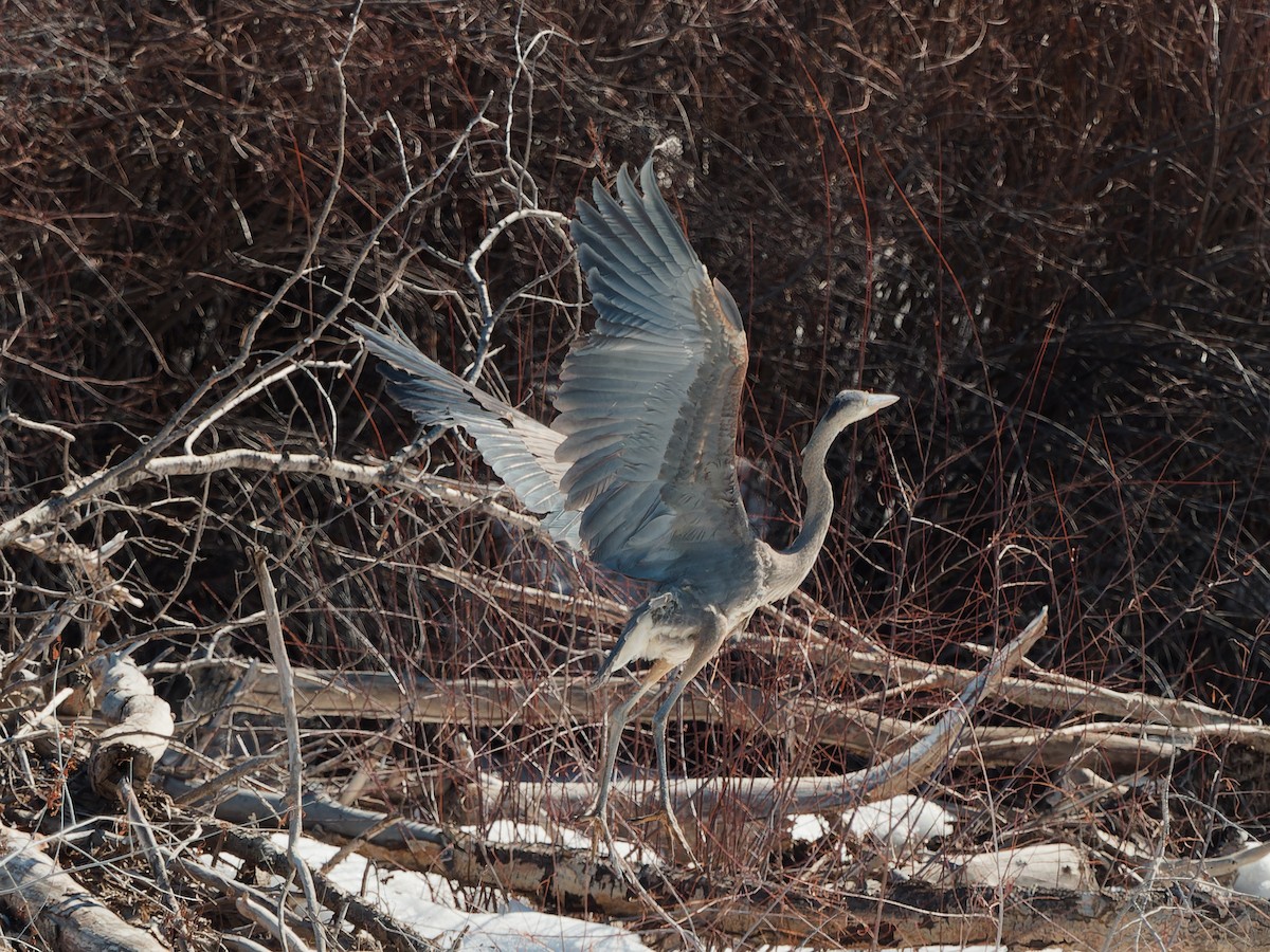 Great Blue Heron - ML614947708