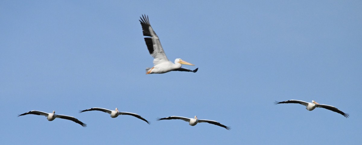 American White Pelican - ML614947778