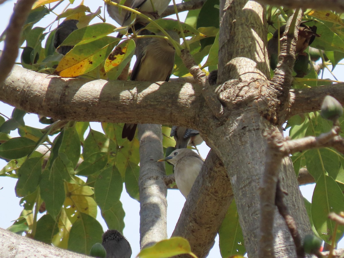 Chestnut-tailed Starling - Thomas Brooks