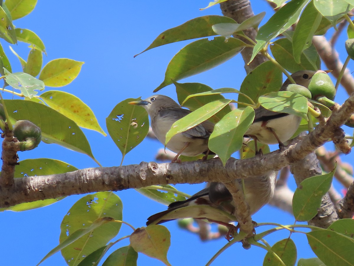 Chestnut-tailed Starling - Thomas Brooks