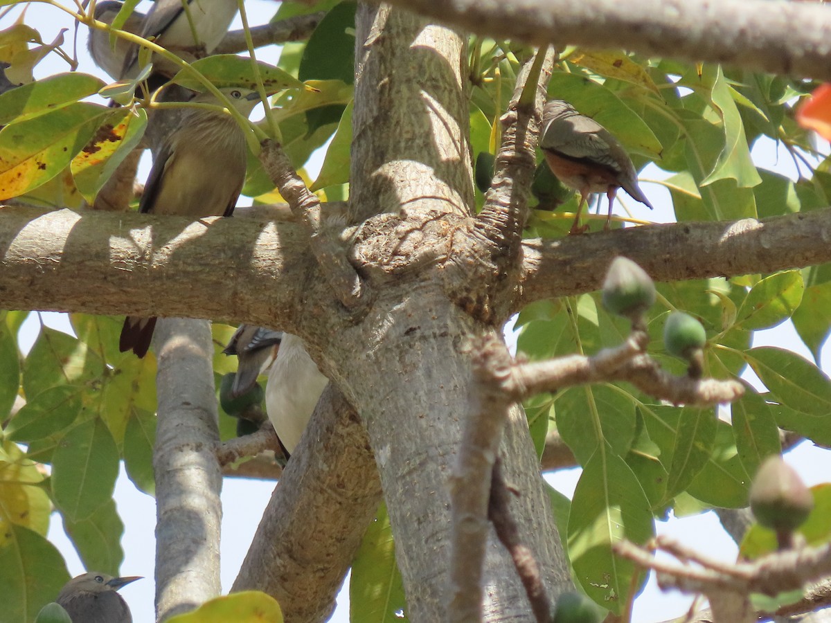 Chestnut-tailed Starling - ML614947799