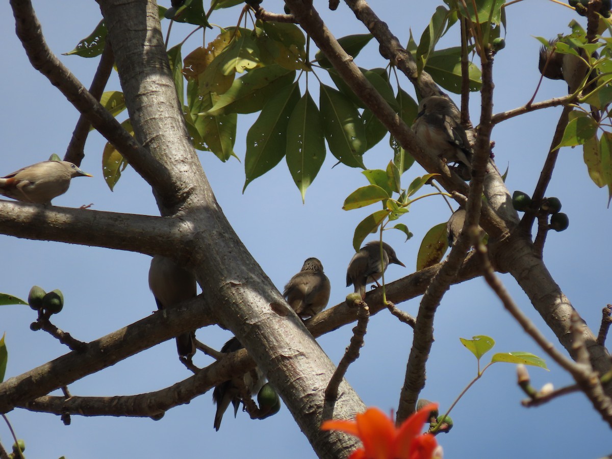 Chestnut-tailed Starling - ML614947800