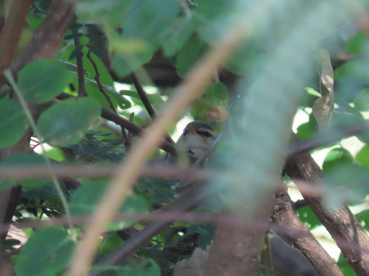 Dusky Warbler - Thomas Brooks