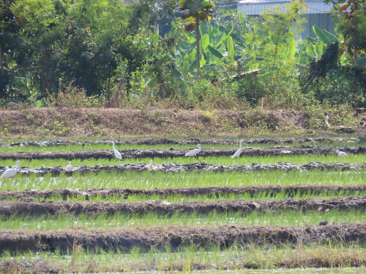 Little Egret - ML614947845