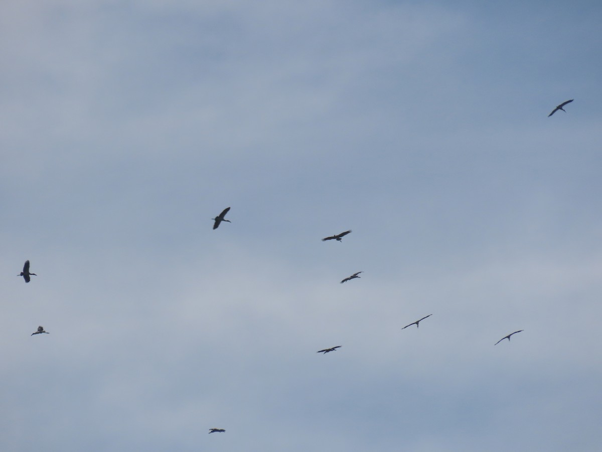 Asian Openbill - Thomas Brooks