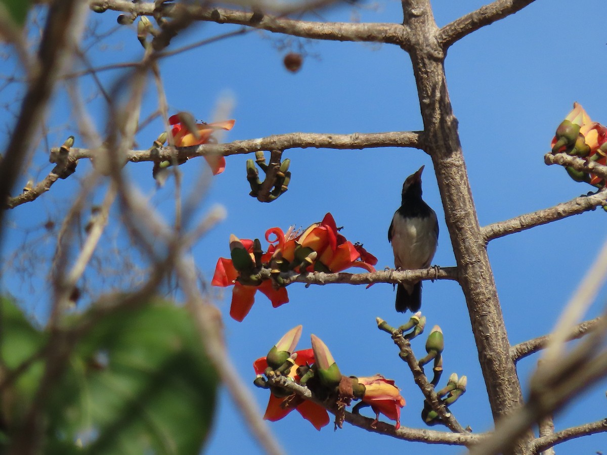 Siamese Pied Starling - ML614947866