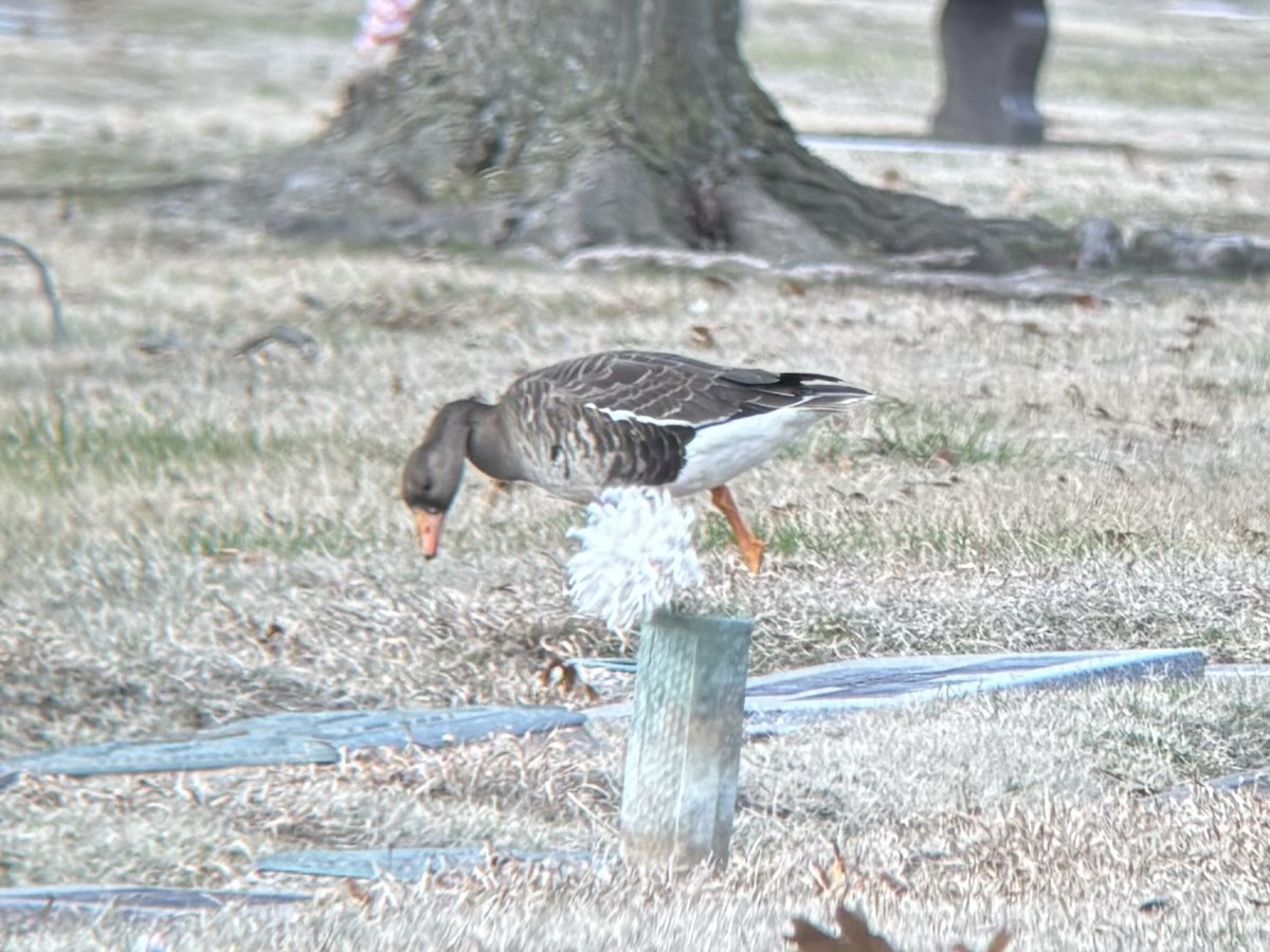 Greater White-fronted Goose - ML614947877