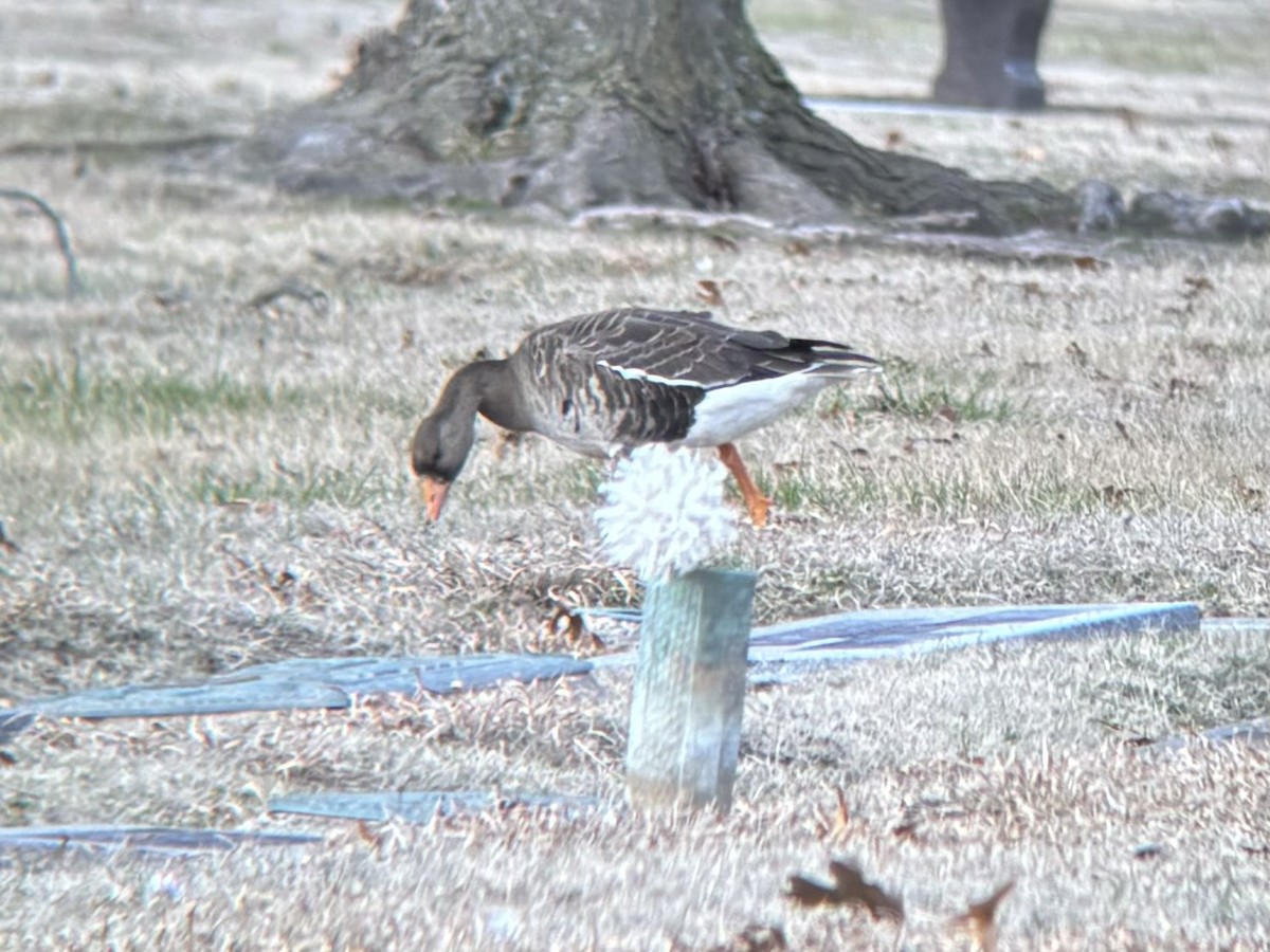 Greater White-fronted Goose - ML614947878