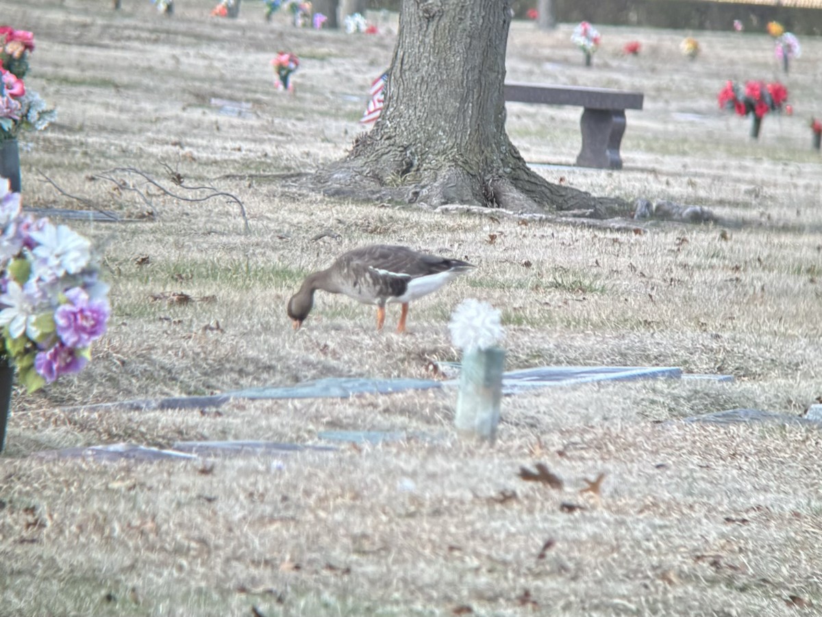 Greater White-fronted Goose - Zach Poland