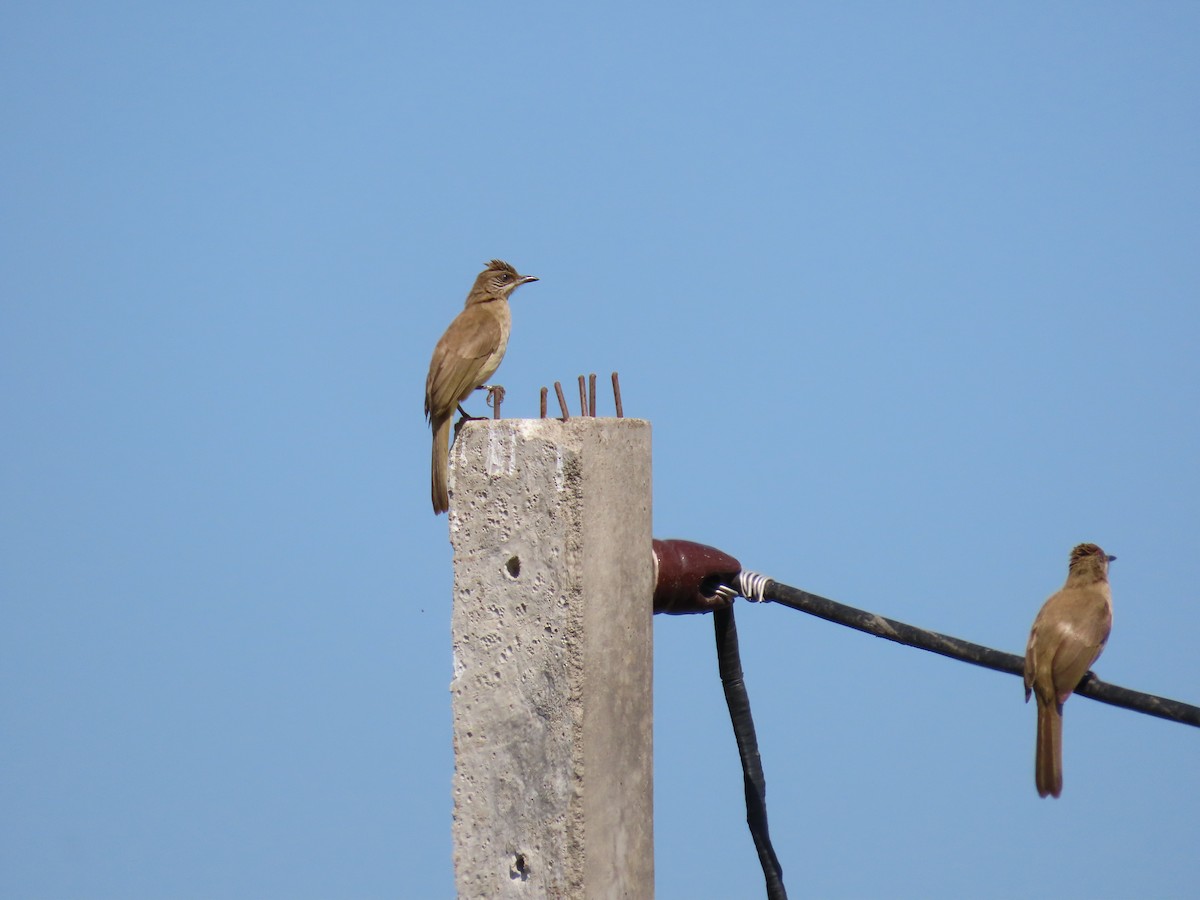 Streak-eared Bulbul - Thomas Brooks