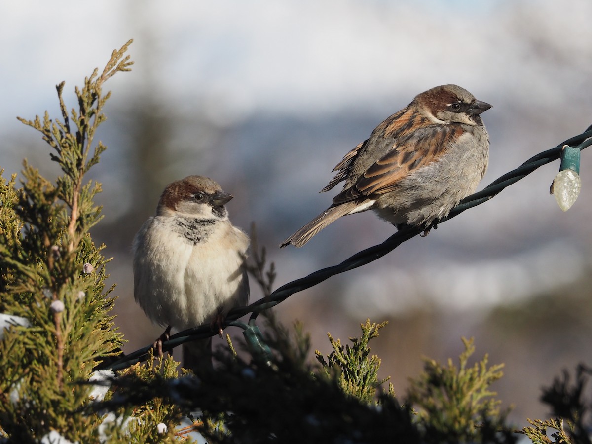 House Sparrow - ML614947902