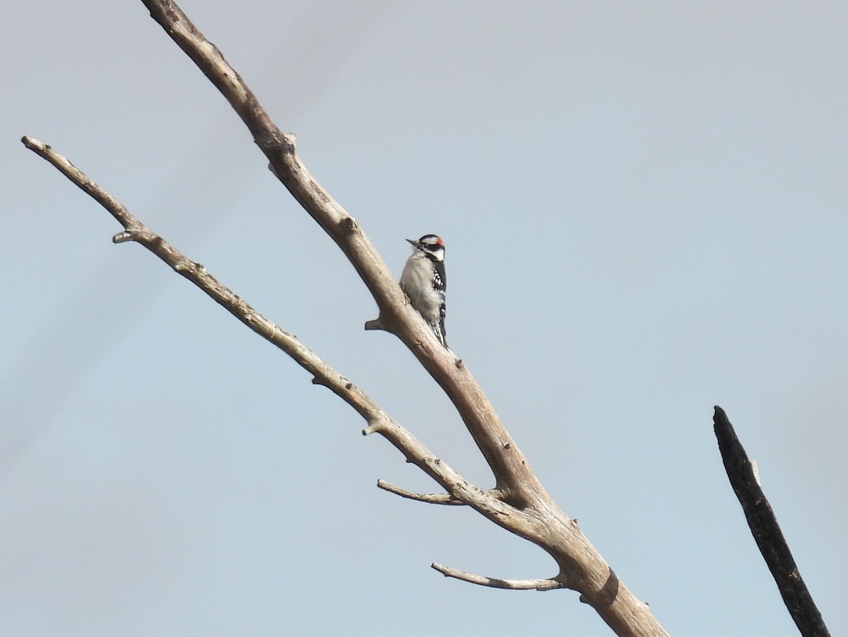 Downy Woodpecker - ML614947904