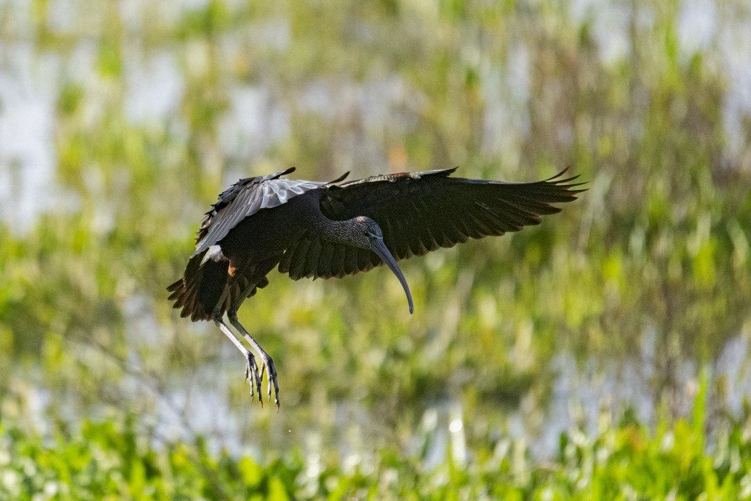 Glossy Ibis - ML614947917