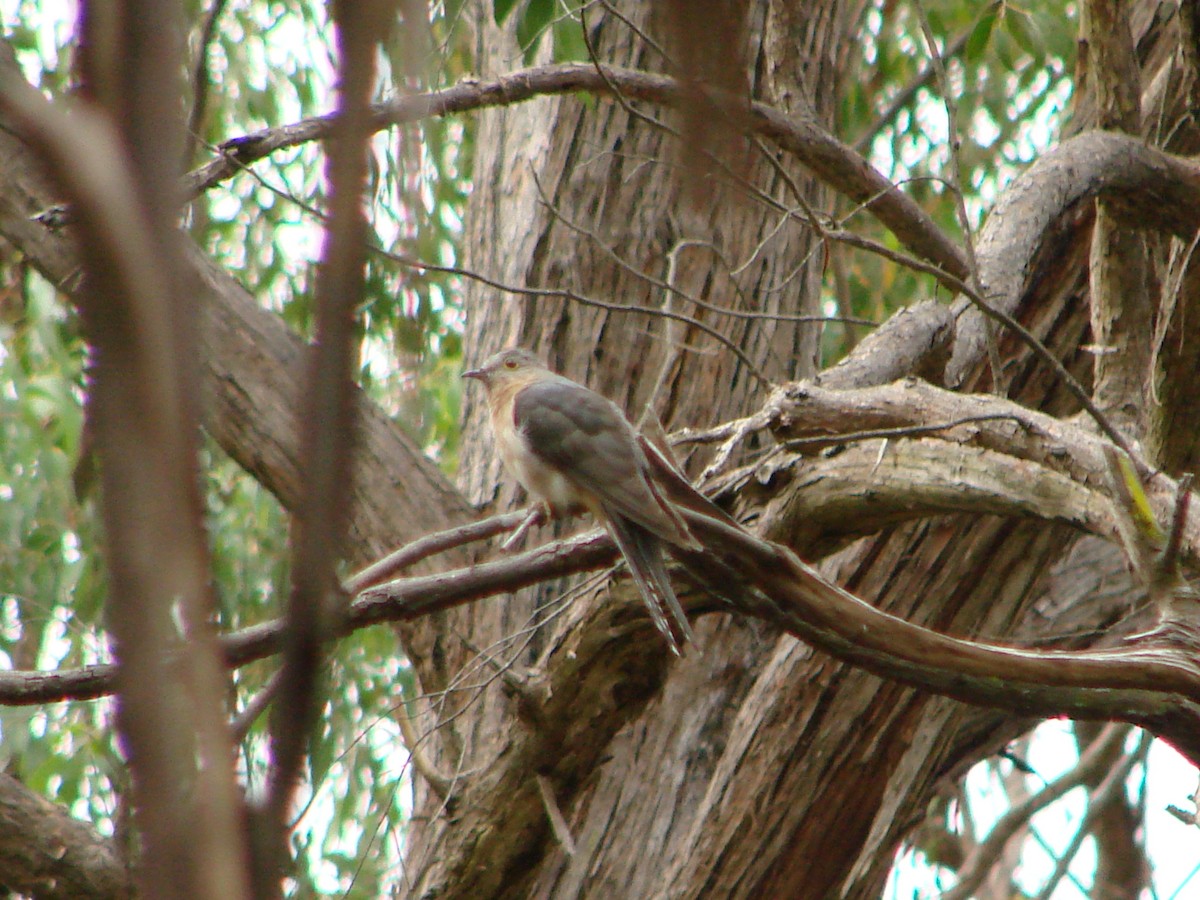 Fan-tailed Cuckoo - ML614947974