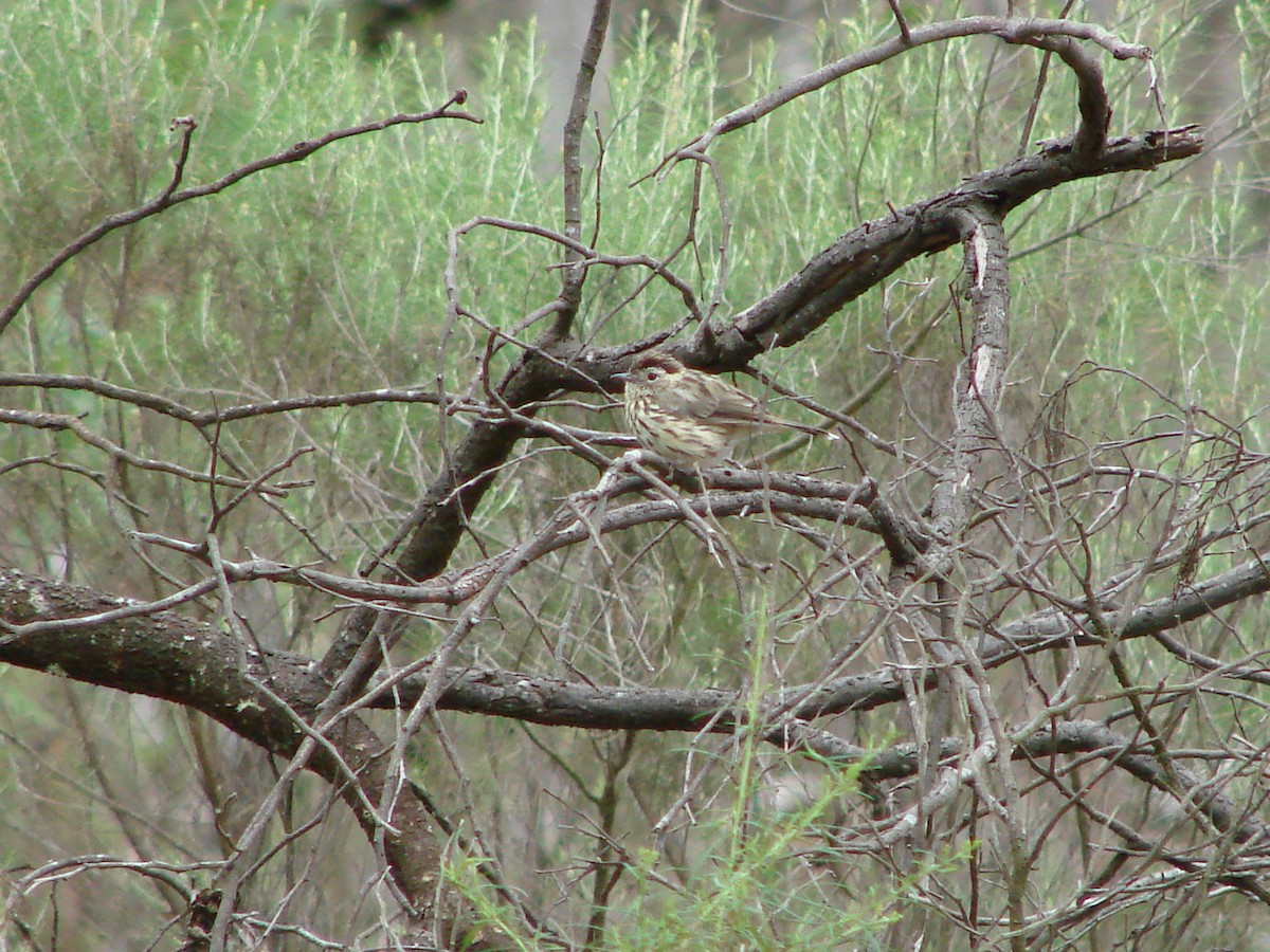 Speckled Warbler - ML614947980