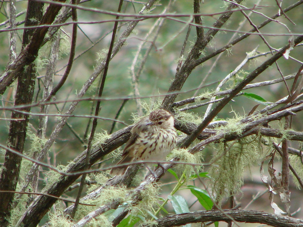 Speckled Warbler - ML614947982