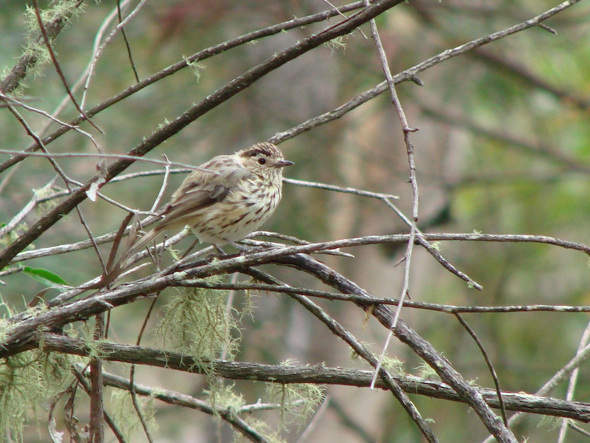 Speckled Warbler - ML614947989