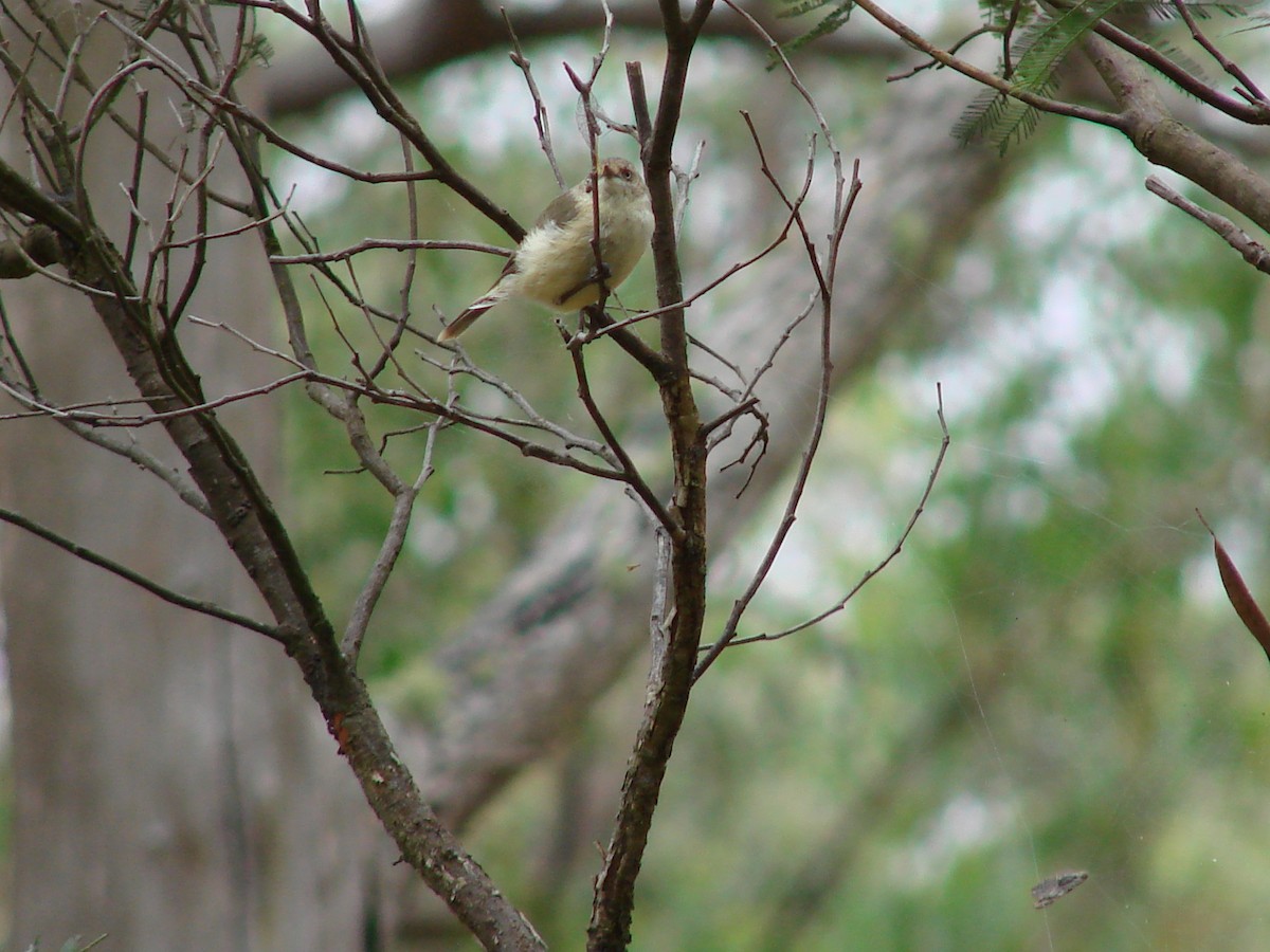 Buff-rumped Thornbill - ML614947998