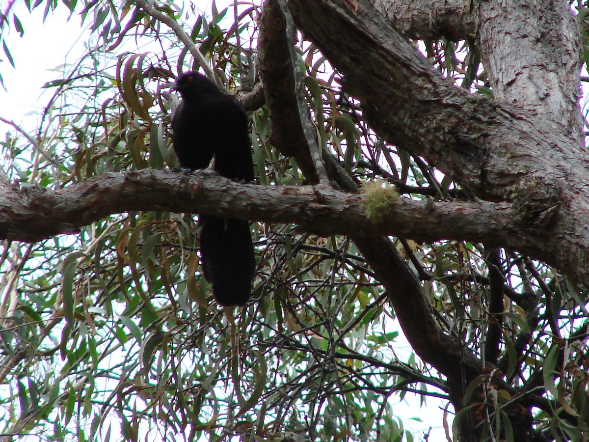 White-winged Chough - ML614948006