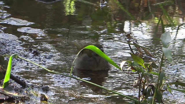 Buff-throated Saltator - ML614948026