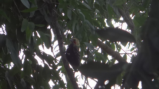 Blond-crested Woodpecker - ML614948027