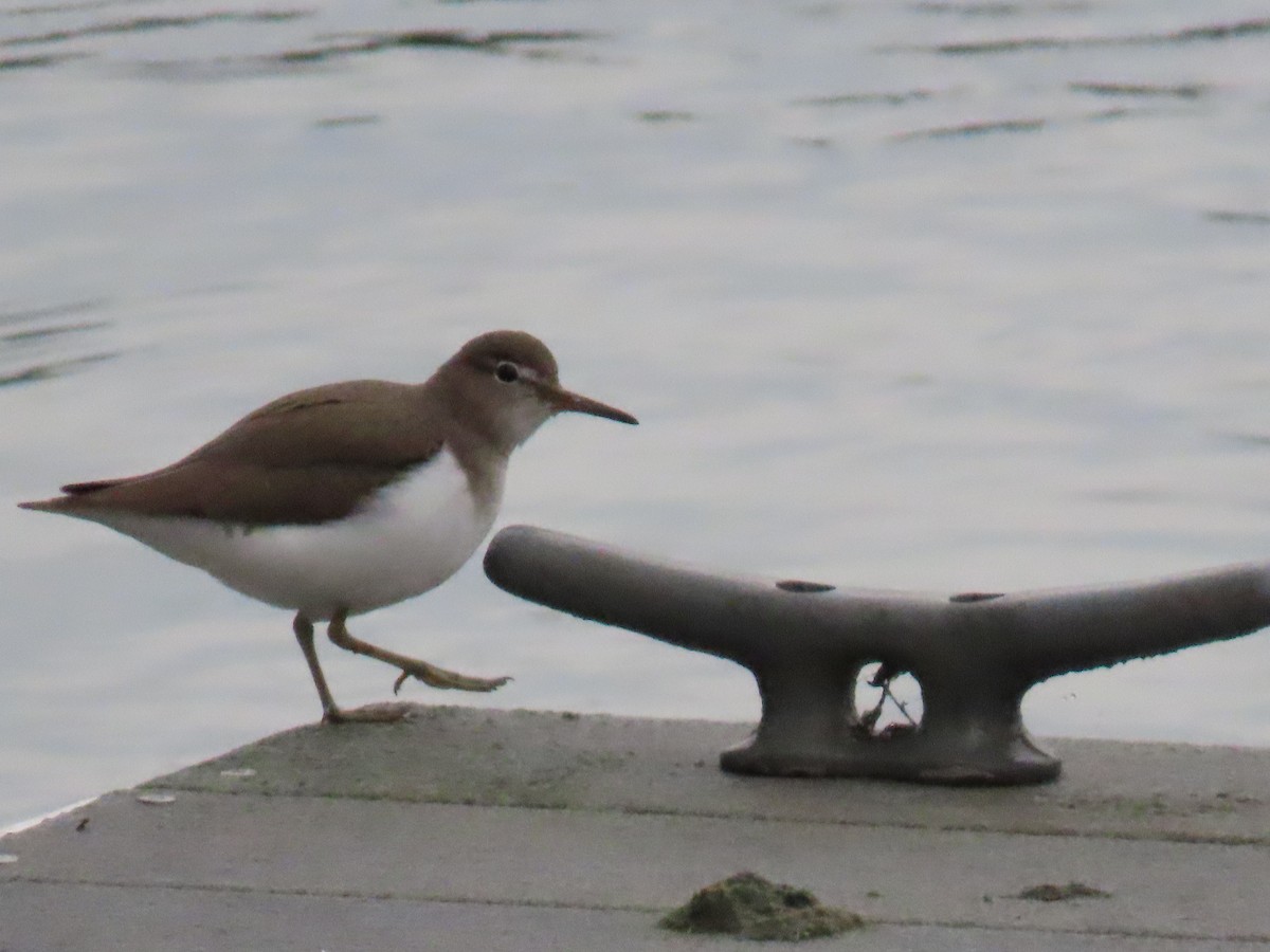 Spotted Sandpiper - ML614948029