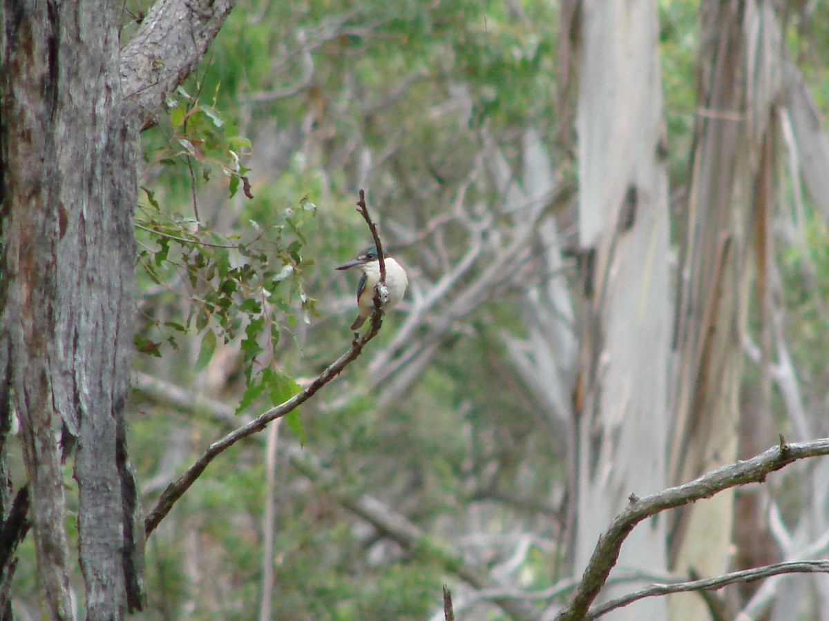 Sacred Kingfisher - ML614948037