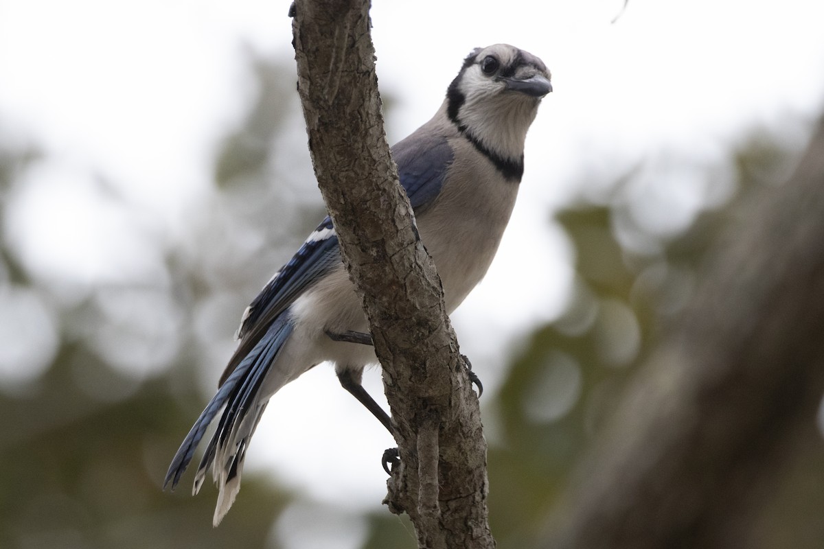 Blue Jay - Marcelo Corella