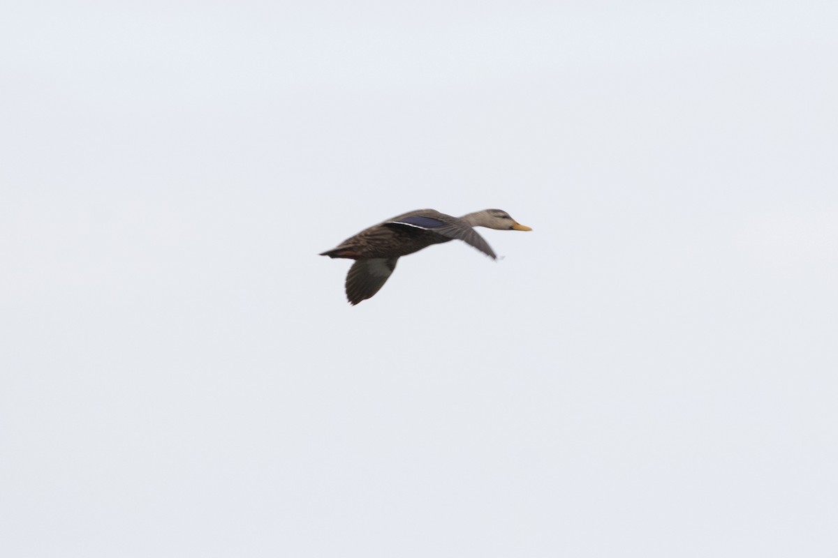 Mottled Duck - Marcelo Corella