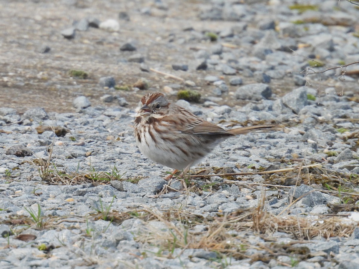 Song Sparrow - Cynthia Nickerson