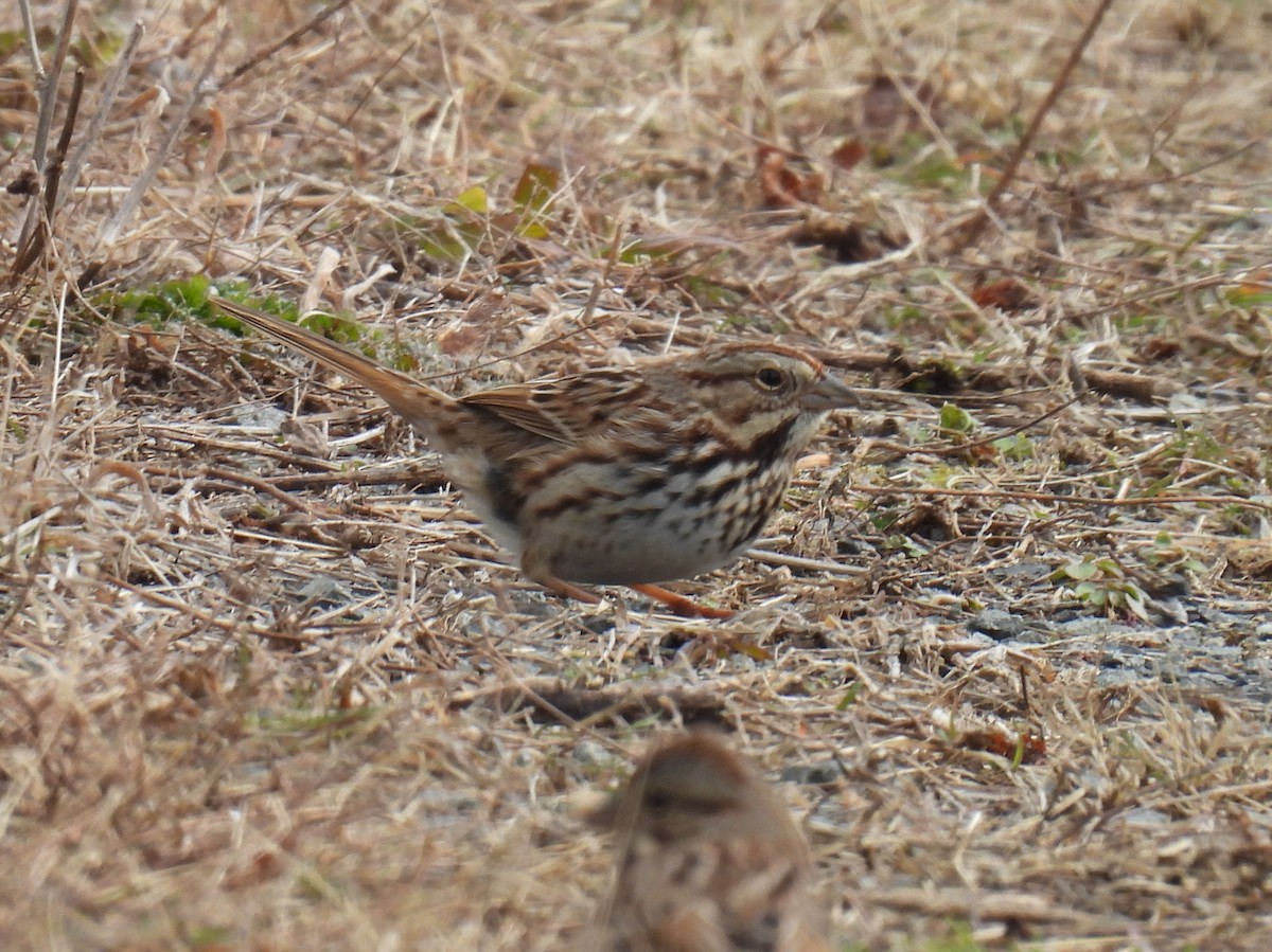 Song Sparrow - Cynthia Nickerson