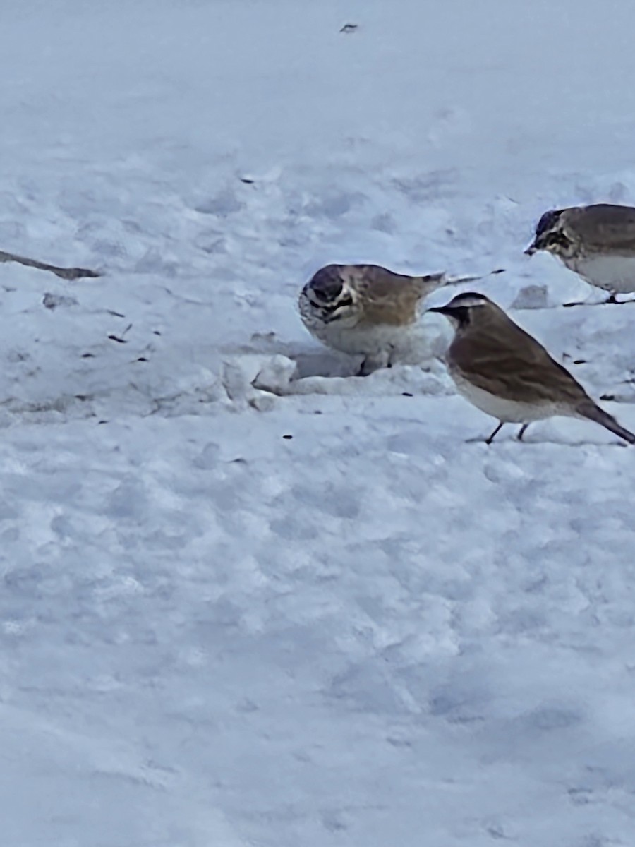 Horned Lark - Jason Lush