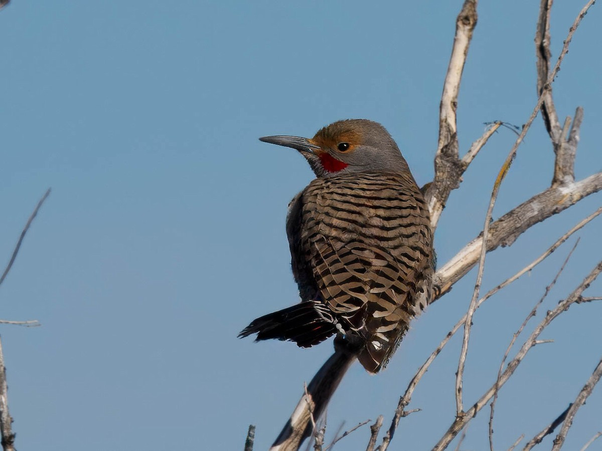 Northern Flicker - ML614948121
