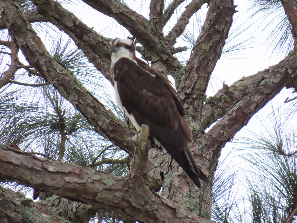 Osprey - ML614948233