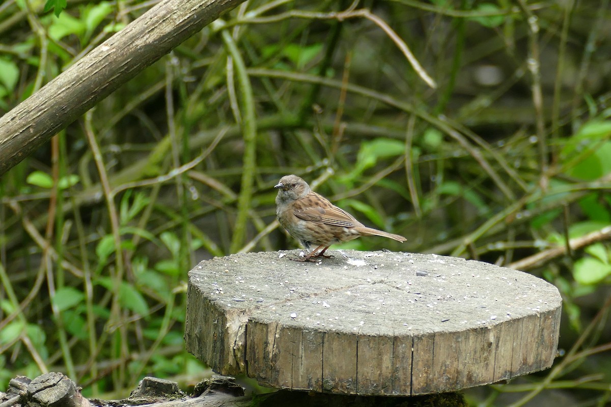 Dunnock - Kelly Ormesher